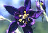 aquilegia.jpg (23258 byte)