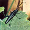 aromia.jpg (71326 byte)