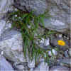 buphthalmumsalicifolium.jpg (153569 byte)