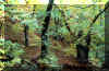 castagneto.jpg (127221 byte)