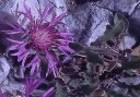 Centaurea montis-borlae