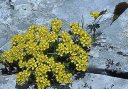 Draba aizoides