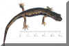 hidromanthes.jpg (26013 byte)