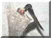 hirundo.jpg (80486 byte)