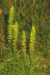 monorchis_habit.jpg (70614 byte)