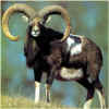 muflone.jpg (19867 byte)
