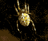 ragno.gif (43835 byte)
